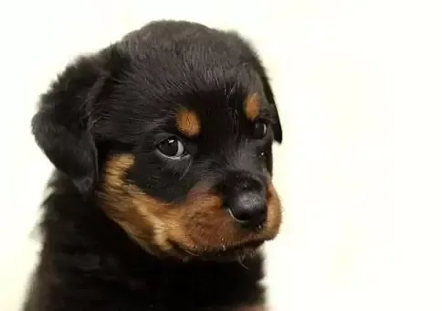 Rottweiler Puppies 2 Girls Left