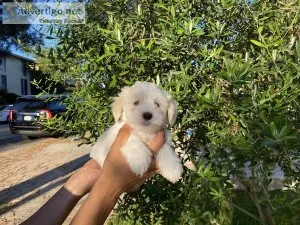 MalShi Puppies
