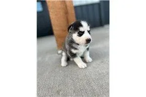 Lola  Siberian Husky