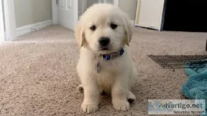 F1b mini goldendoodle puppies