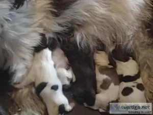 CKC Shih Tzu puppies