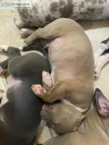American Bully and Pitbull puppies
