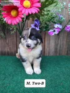 Mini Australian Shepherd Two-B