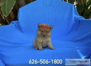 Pomeranian Puppies