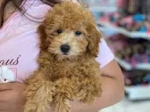 Gorgeous purebred dark red toy poodle puppies