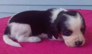 AKC registable Beagle pups