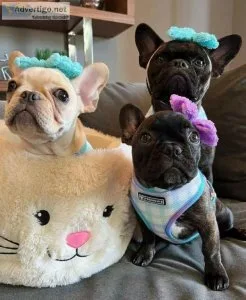 Beautiful french bulldog puppies available for adoption text (32