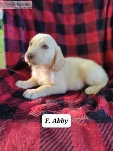 Labrador Retriever Abby
