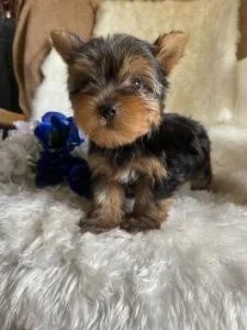 YORKSHIRE TERRIER TEDDYBEAR FACE PUPPIES AVAILABLE NOW