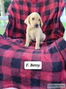 Labrador Retriever Betsy