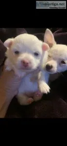 Solid white long haired Teacup chihuahua