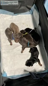 American Doberman Pinscher