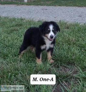 Mini Australian Shepherd M.One-A