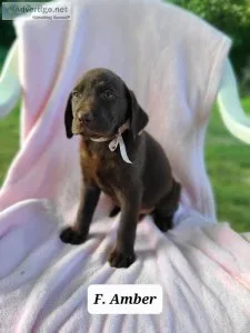 Labrador Retriever Amber