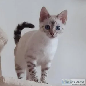 Zoe Bengal Cat Female