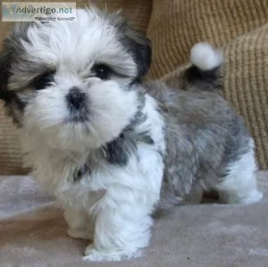 Priceless shih tzu puppies