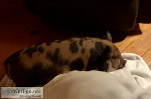 Adorable Female Kunekune Piglet
