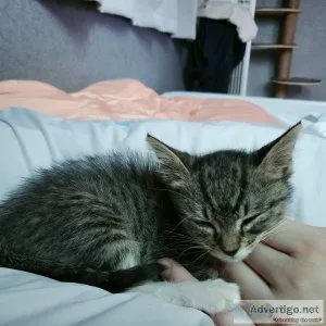 Rex Bengal kitten Male