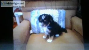 Puppies Finder