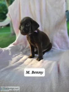 Labrador Retriever Benny