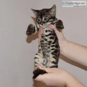 Bennie Bengal Cat Male