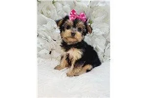 Delia Yorkshire Terrier - Yorkie