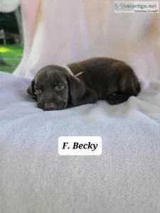 Labrador Retriever Becky
