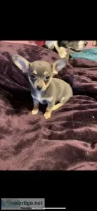 Designer dog extraordinaire  Chihuahua corgi