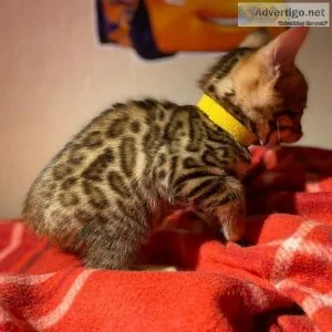 Rodney Bengal Cat Female