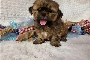 Dylan  Shih Tzu