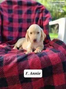 Labrador Retriever Annie