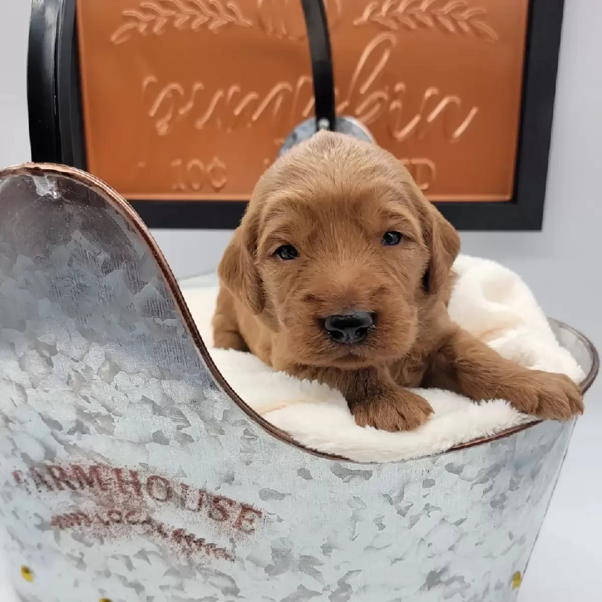 CKC F1 Medium Goldendoodles