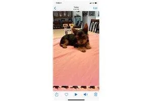 Thad  Yorkshire Terrier - Yorkie