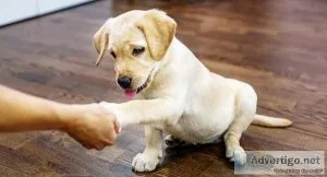 Check Out Our Puppies for Sale Near Me