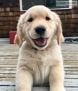 Golden retriever boys