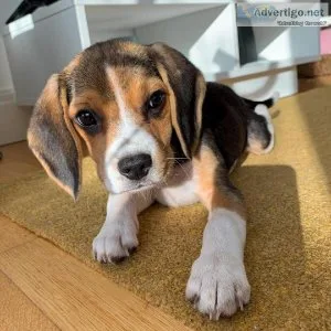 Beautiful Beagle Pups Available
