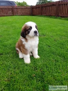 St. Bernard Puppies for sale