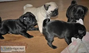 Adorable Male And Female pug Puppies