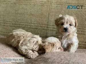 Maltipoo Puppies