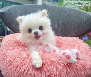 Adorable Pomeranian Puppies