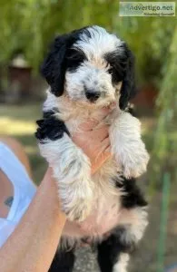 OODLES of F1 AUSSIEDOODLE PUPPIES