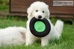 Great Pyrenees Puppies