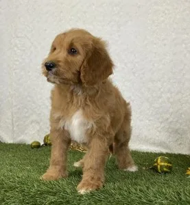 Male and female Cavapoo puppies