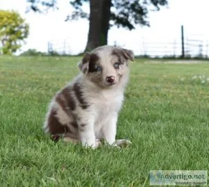 Border Collie Puppies