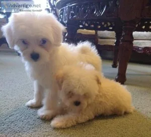 Playful Maltese puppies for sale