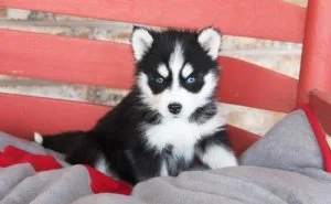 2 beautiful Siberian Husky Puppies