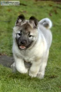 Norwegian Elkhound needs new home