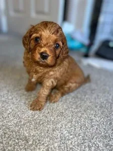 Cavapoo puppies