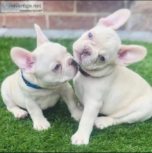 Stunning litter of French Bulldog puppies available