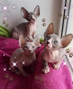 Lovely sphynx kittens looking for new home